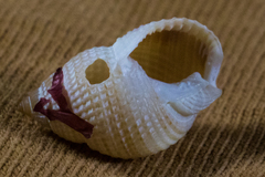 Nassarius perpinguis