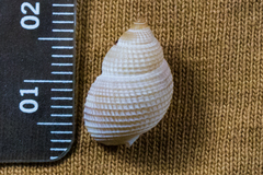 Nassarius perpinguis
