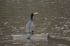 Phalacrocorax carbo