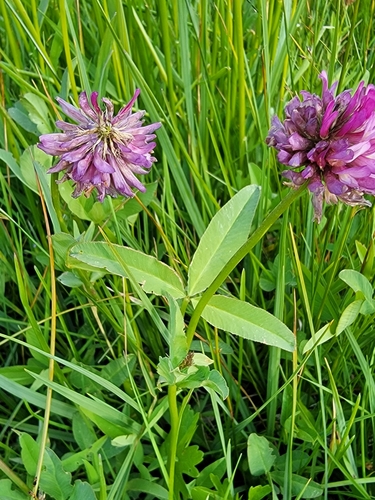 Image of Trifolium beckwithii by (c) Colin J Pryor, some rights reserved (CC BY)