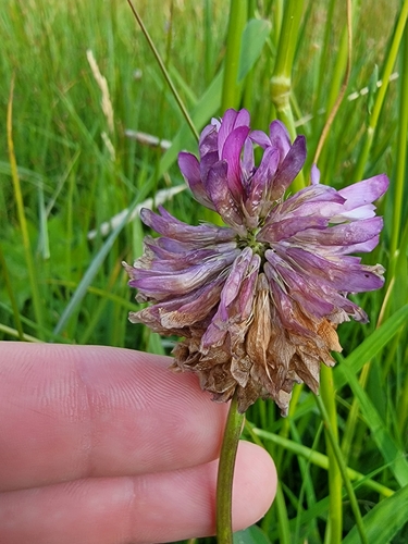 Image of Trifolium beckwithii by (c) Colin J Pryor, some rights reserved (CC BY)