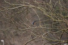 Alcedo atthis