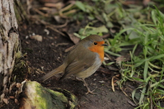 Erithacus rubecula