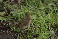 Erithacus rubecula