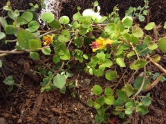 Fuchsia procumbens