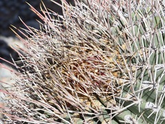 Ferocactus emoryi emoryi