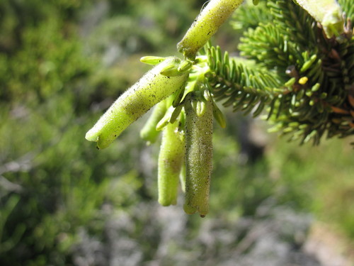 Spanish heath (Erica brachialis)