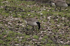 Branta canadensis