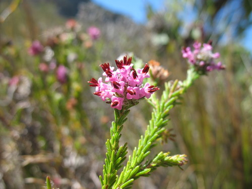 Image of Erica barbigeroides by (c) Michael D. Pirie, some rights reserved (CC BY)