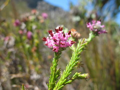 Erica barbigeroides