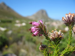 Erica barbigeroides