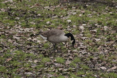 Branta canadensis