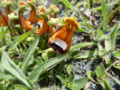 Calceolaria uniflora