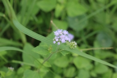 Ageratum conyzoides