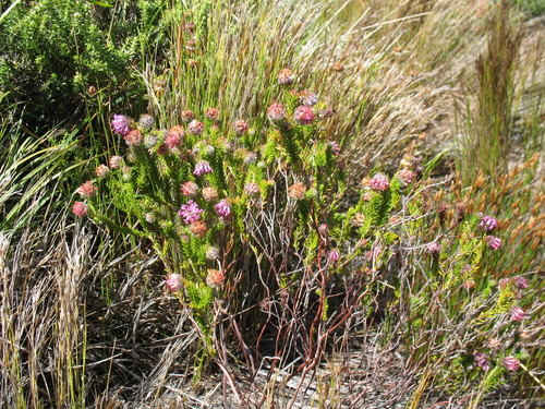 Image of Erica barbigeroides by (c) Michael D. Pirie, some rights reserved (CC BY)