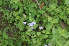 Ageratum conyzoides