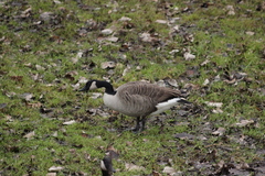 Branta canadensis