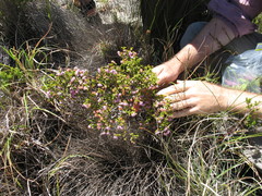 Erica ericoides