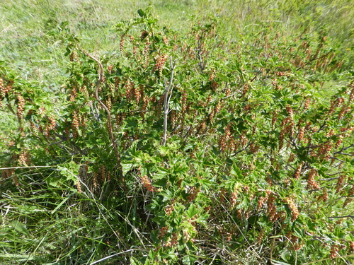 Ribes magellanicum, photograph 3