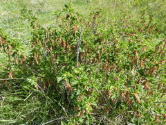 Ribes magellanicum, photograph Philipp Pavelka, CC BY, iNaturalist via GBIF