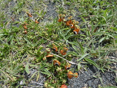 Calceolaria uniflora