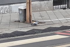 Columba livia domestica