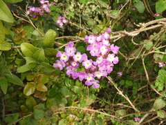 Lantana megapotamica