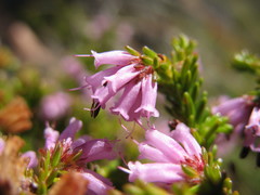 Erica ericoides