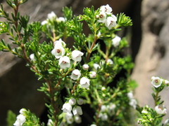Erica subdivaricata