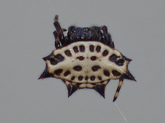 Gasteracantha cancriformis image