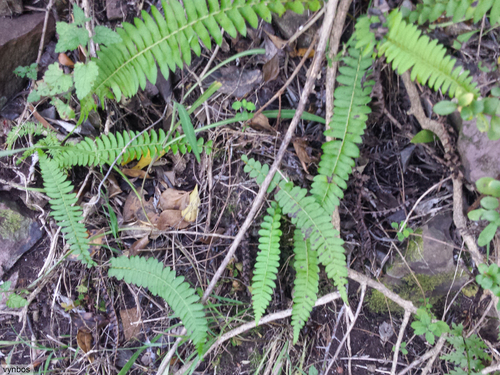 Blechnum australe (Blechnum australe)