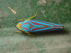 Graphocephala coccinea image