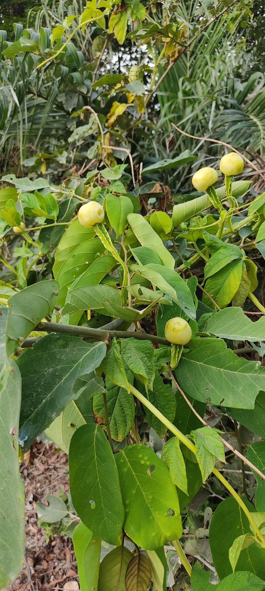 Imagem de Jalapa