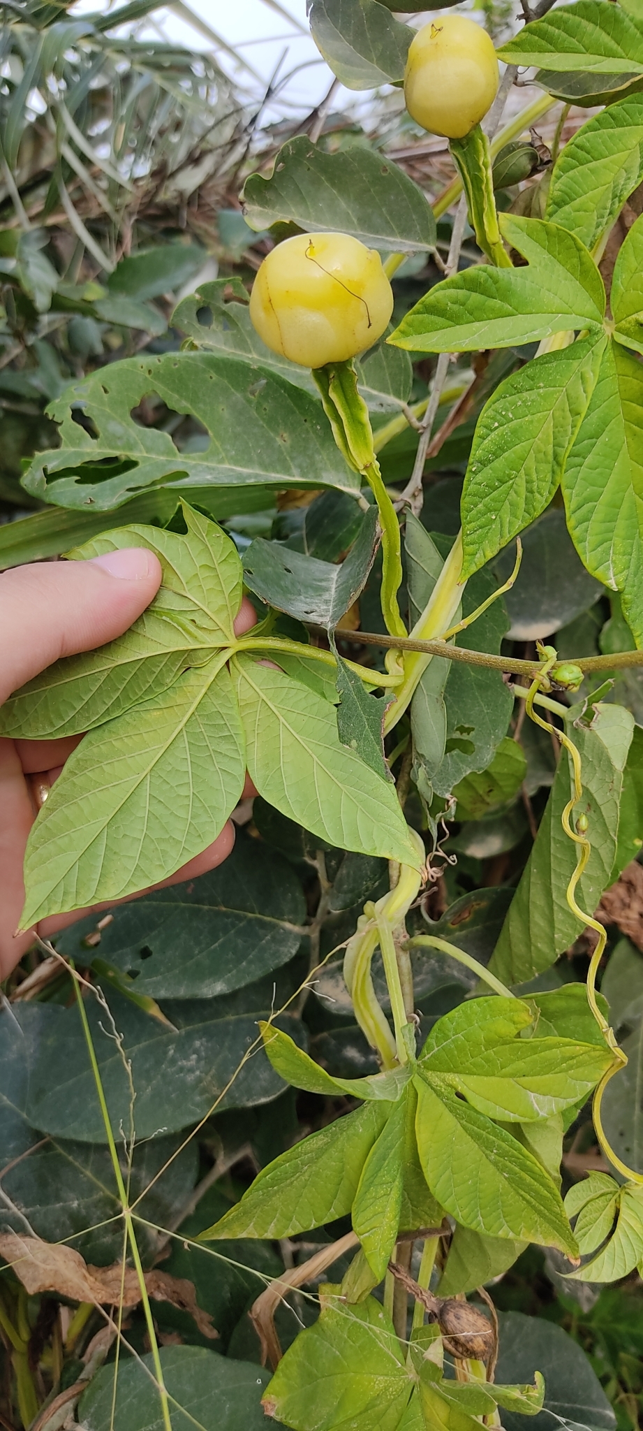 Imagem de Jalapa