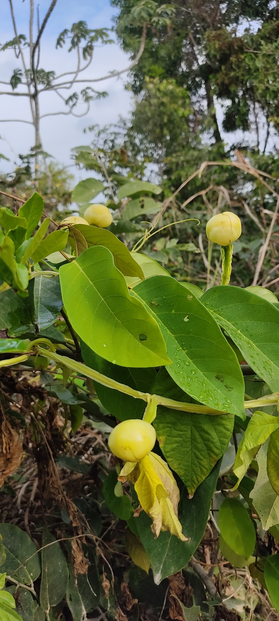 Imagem de Jalapa