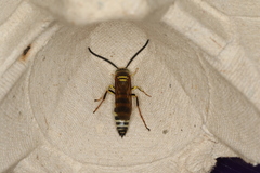 Radumeris radula