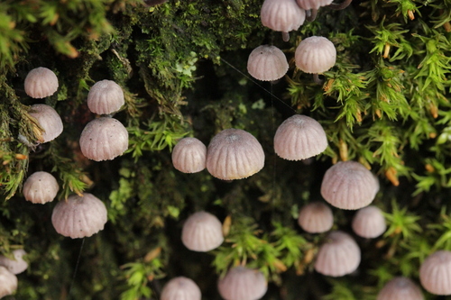 Mycena pseudocorticola image
