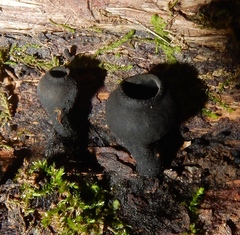 Urnula