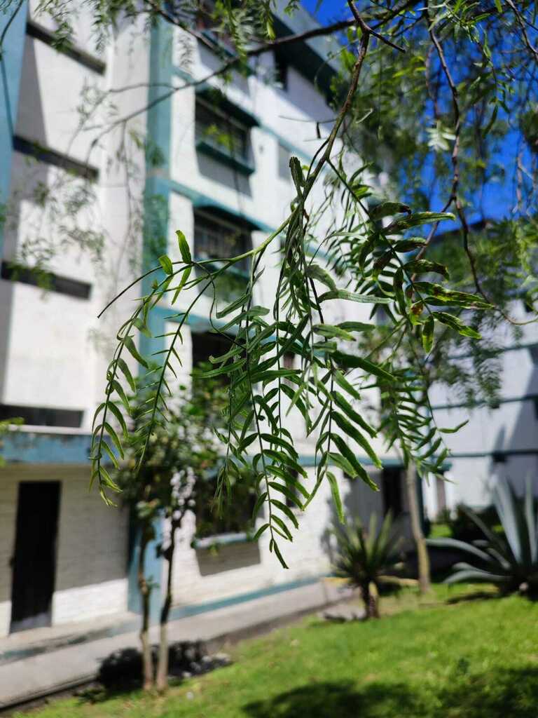 Peruvian Pepper Tree from quito on June 28, 2023 by erika_galvez ...