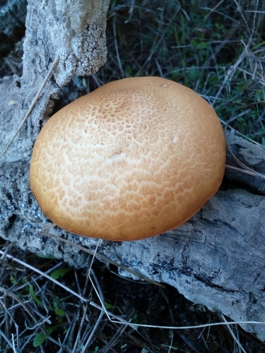 Gymnopilus suberis image
