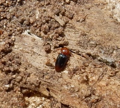 Rhanidea unicolor