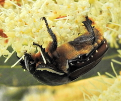 Trichostetha signata