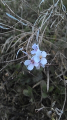 Diplotaxis erucoides