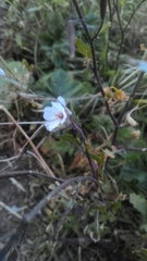 Diplotaxis erucoides