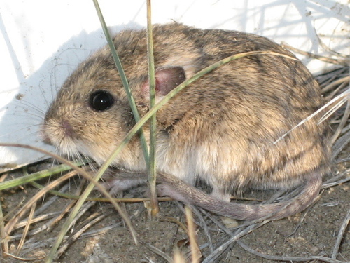 Plains Pocket Mouse