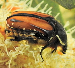 Trichostetha signata
