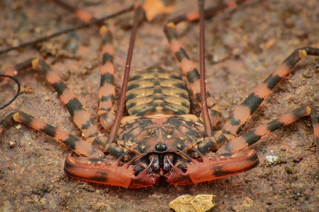 Charontoidea