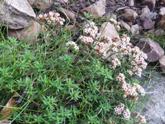 Crassula pruinosa