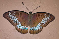 Tanaecia vikrama