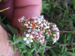 Crassula pruinosa